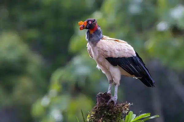 King Vulture Facts
