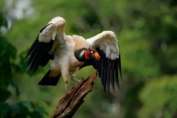 King Vulture Image