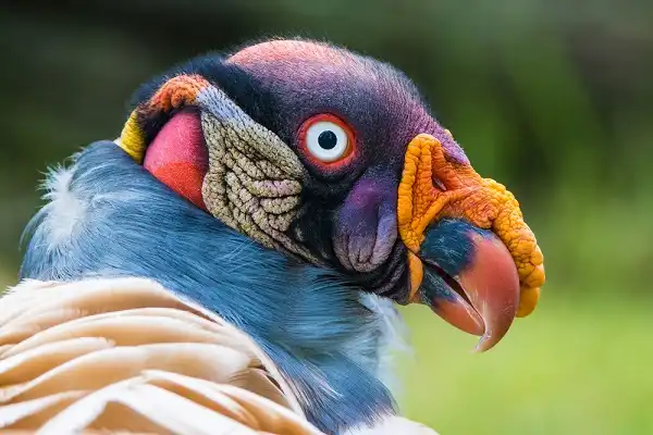 King Vulture Picture