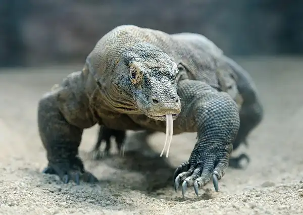 Komodo Dragon Image