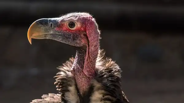 Lappet Faced Vulture Image