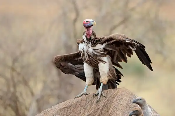 Lappet Faced Vulture Picture