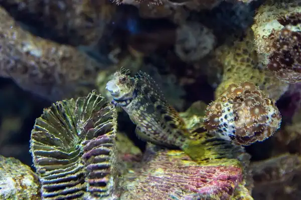 Lawnmower Blenny Facts