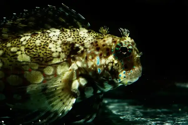 Lawnmower Blenny Picture