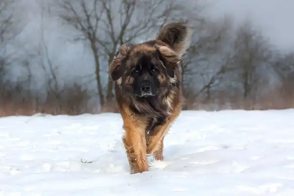 Leonberger Facts