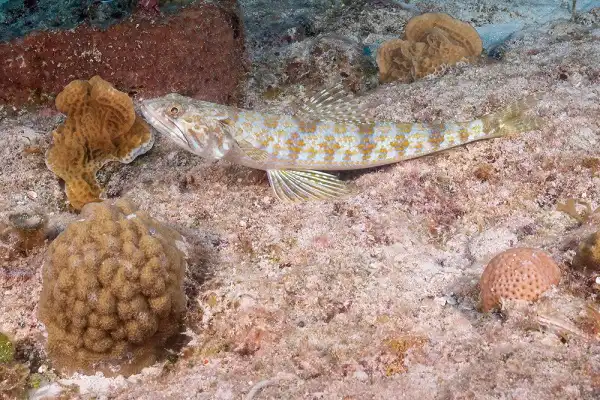 Lizardfish Image