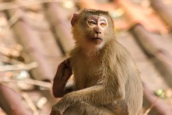 Macaque Facts