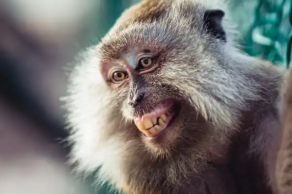 Macaque Image