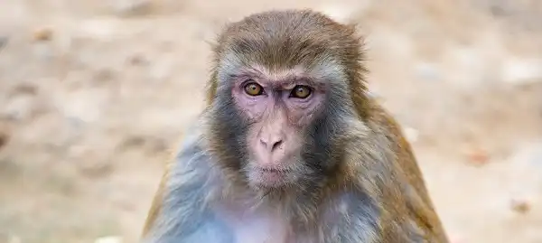 Macaque Picture