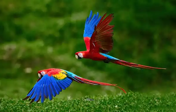 Macaw Picture