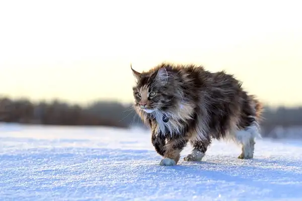 Maine Coon Image