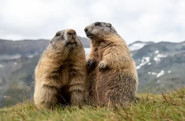 Marmot Image