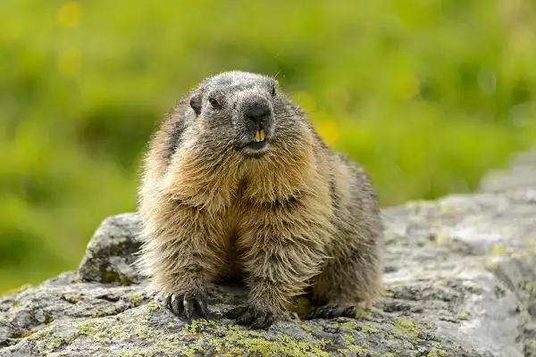 Marmot Picture