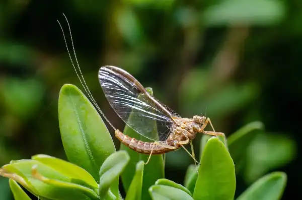 Mayfly Picture