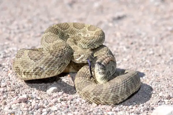 Mojave Rattlesnake Image