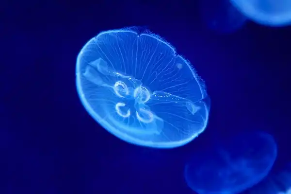 Moon Jellyfish Facts