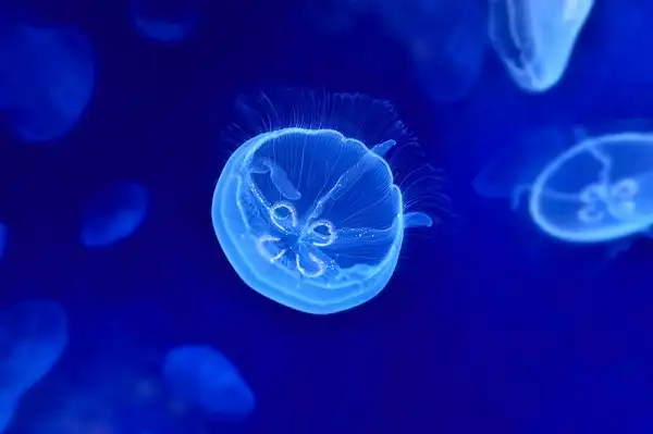 Moon Jellyfish Picture