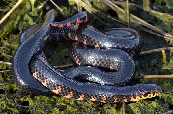 Mud Snake Facts