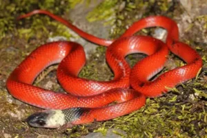 Mussurana Snake