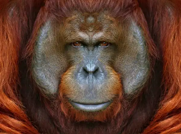 Orangutan Image