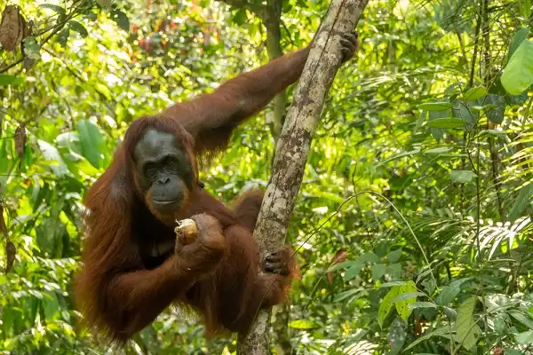 Orangutan Picture