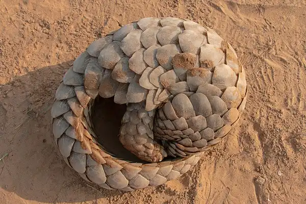 Pangolin Picture