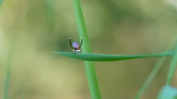 Peacock Spider Image
