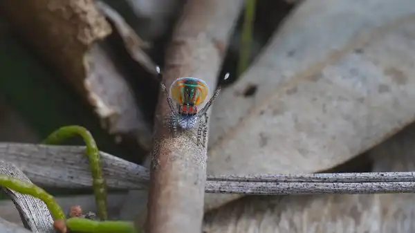 Peacock Spider Picture