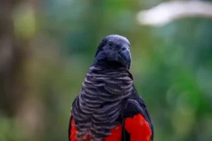Pesquet’s Parrot
