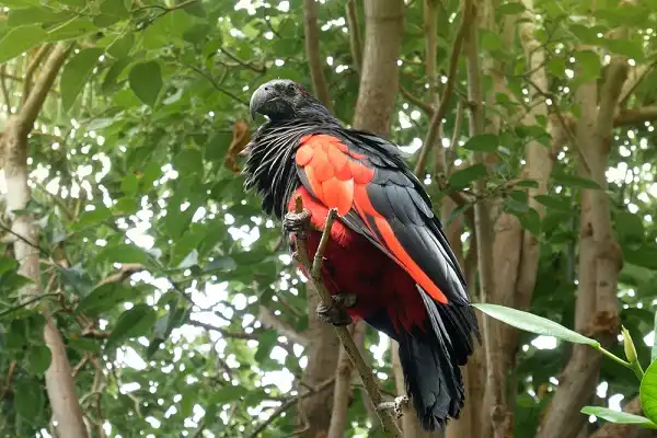 Pesquet's Parrot Image