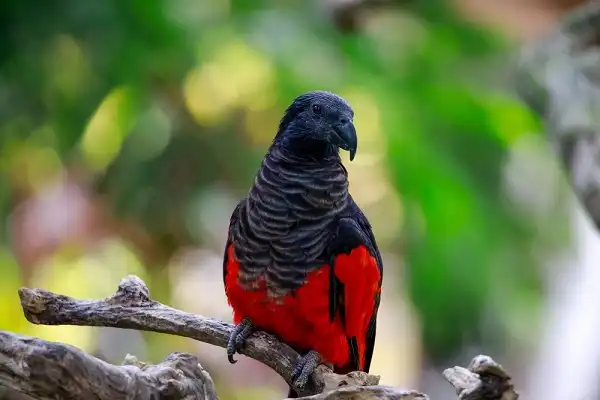 Pesquet's Parrot Picture