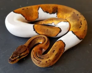 Pied Ball Python