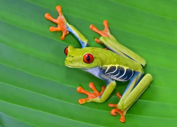 Red Eyed Tree Frog Facts