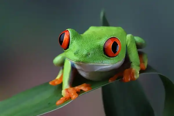 Red Eyed Tree Frog Image