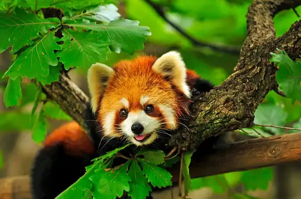 Red Panda Image