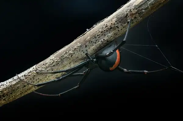 Redback Spider Image