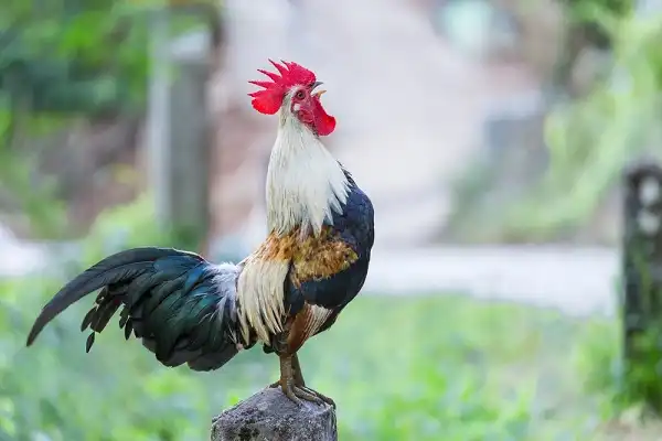 Rooster Facts