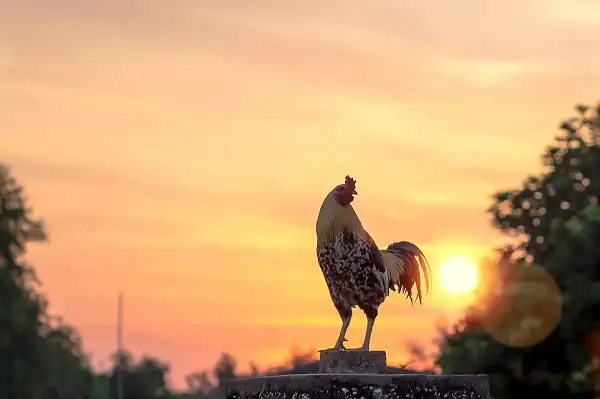 Rooster Image