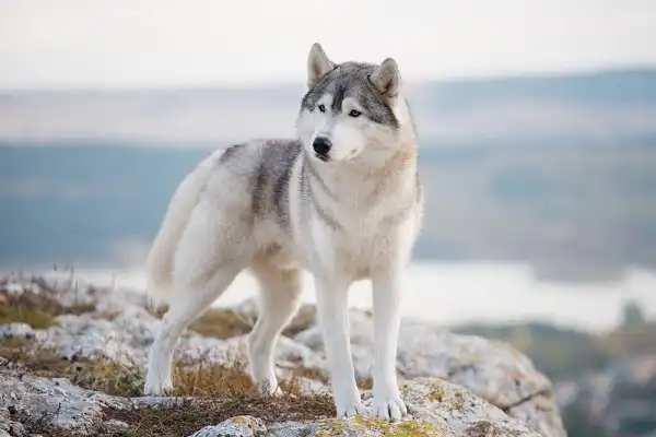 Siberian Husky Picture