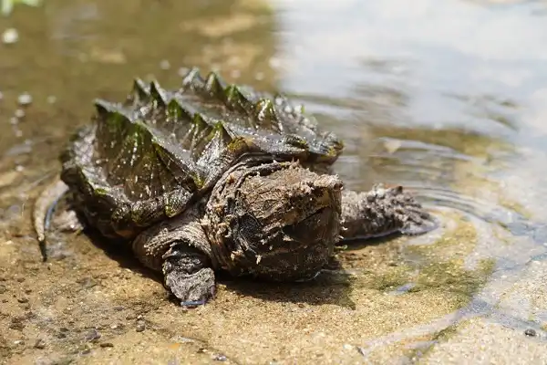Snapping Turtle Facts