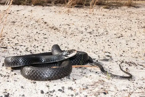 Southern Black Racer Facts
