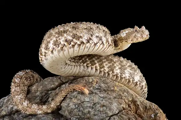 Spider Tailed Horned Viper Image