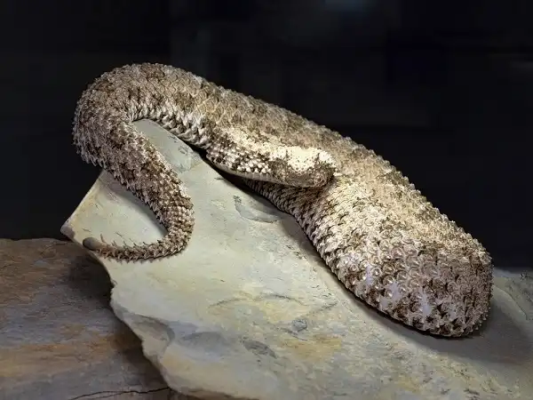 What is the spider-tailed horned viper? - BBC Science Focus Magazine