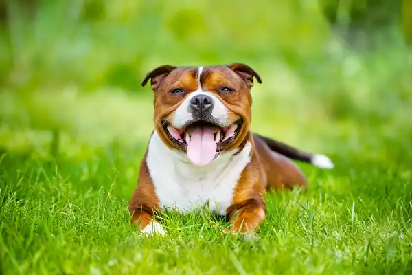 Staffordshire Bull Terrier Facts