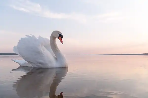 Swan Image