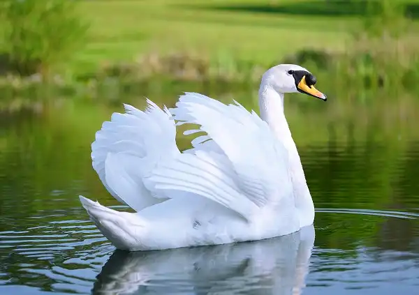 Swan Picture