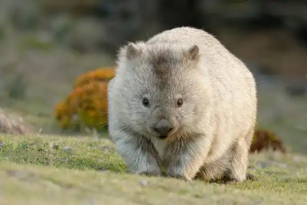Wombat Image