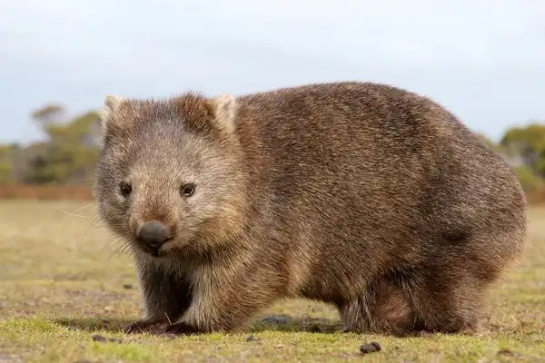 Wombat Picture