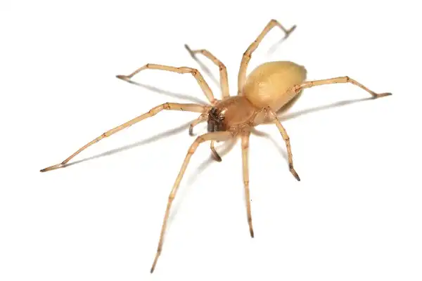 Yellow Sac Spider Facts
