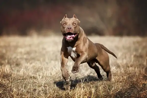 American Pit Bull Terrier Picture